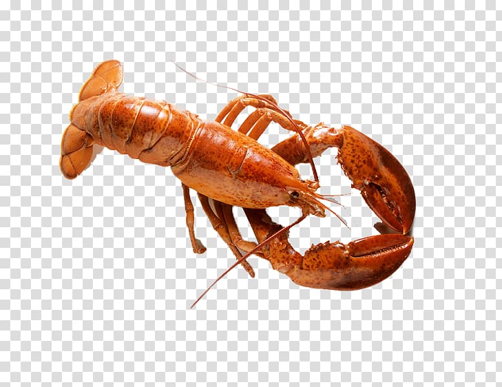 American lobster Homarus gammarus Palinurus elephas Crayfish, Red Lobster material transparent background PNG clipart