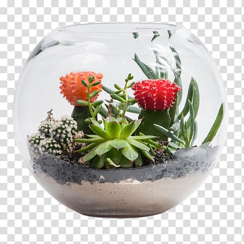 Flowerpot Succulent plant Cactus garden Bowl, bright bouquet transparent background PNG clipart