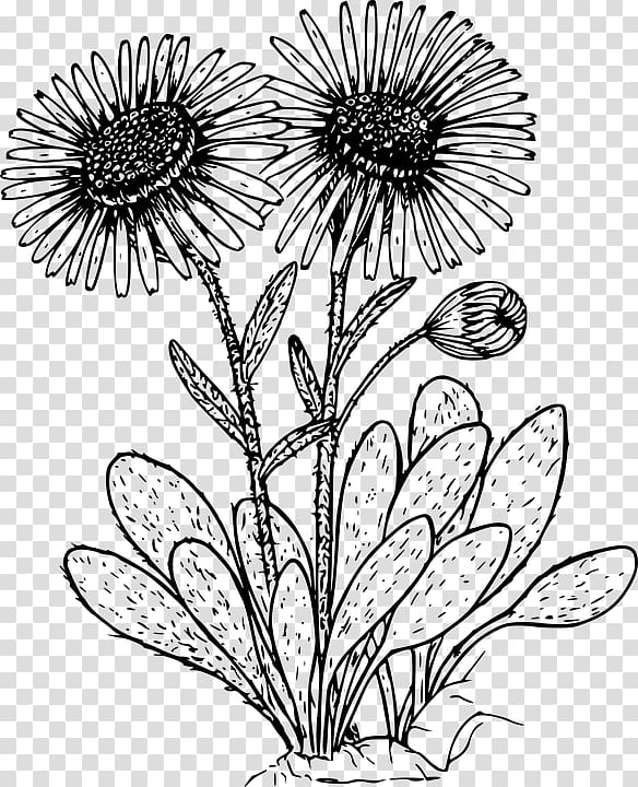 Drawing Wildflower Coloring book, flower transparent background PNG clipart