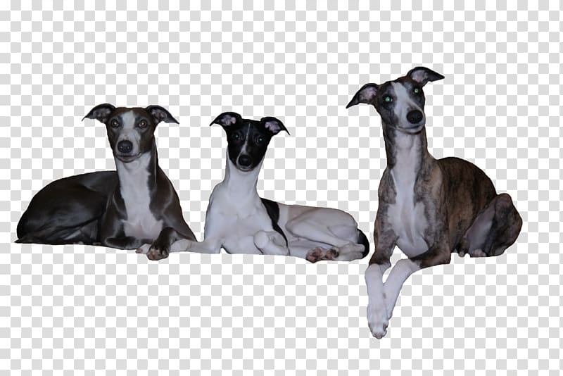 Whippet Italian Greyhound Spanish greyhound Sloughi, Whippet transparent background PNG clipart
