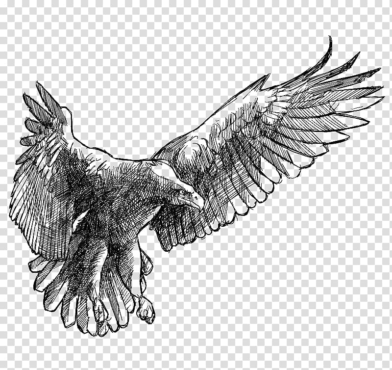 Drawing Eagle, Eagle wings transparent background PNG clipart