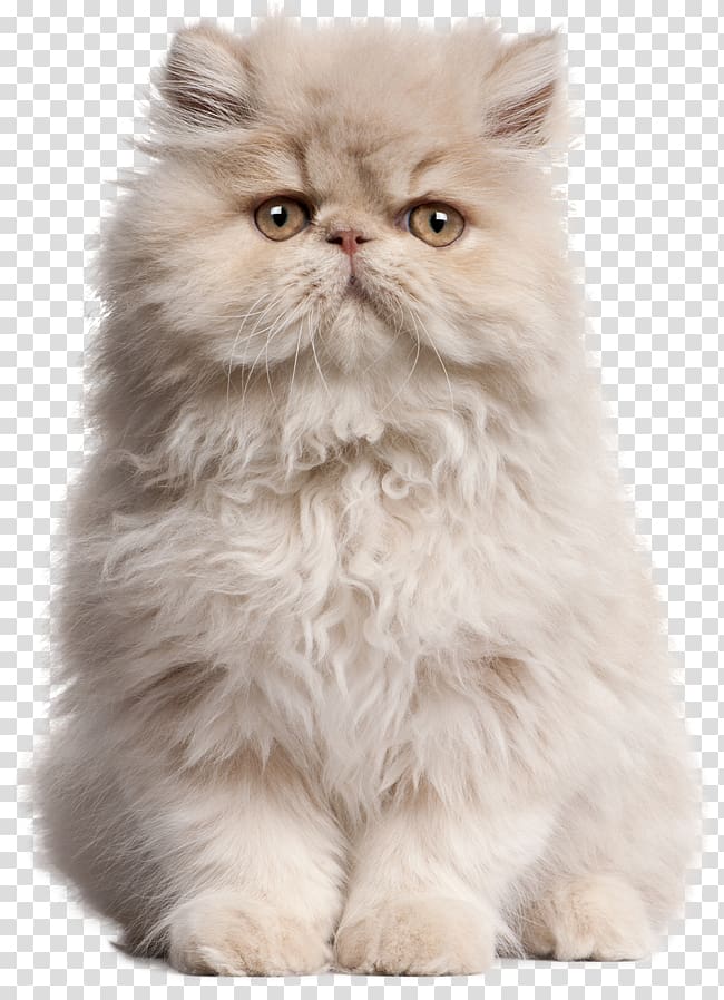 Persian cat Kitten Birman Classic persian Siamese cat, cao transparent background PNG clipart