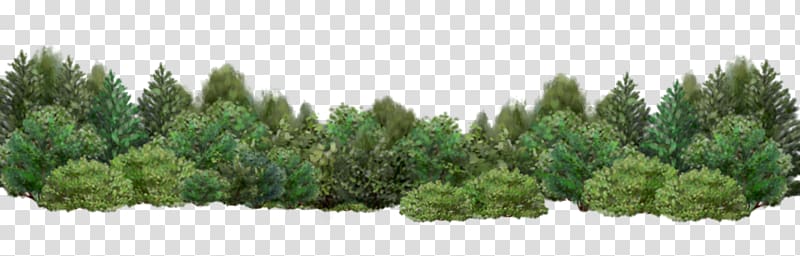 forest range graphic, Tree Shrub Garden Desktop , Shrub Bushes transparent background PNG clipart