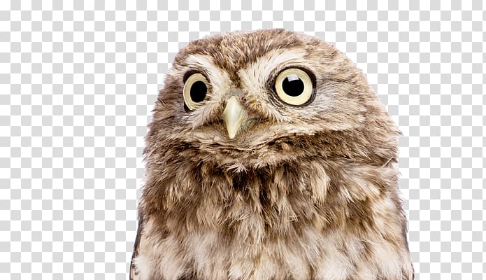 Little owl Business Afacere Tawny owl, Reverend transparent background PNG clipart