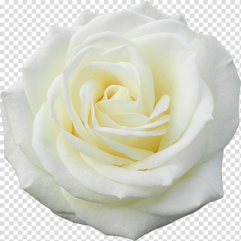 Garden roses Flower White, roses transparent background PNG clipart
