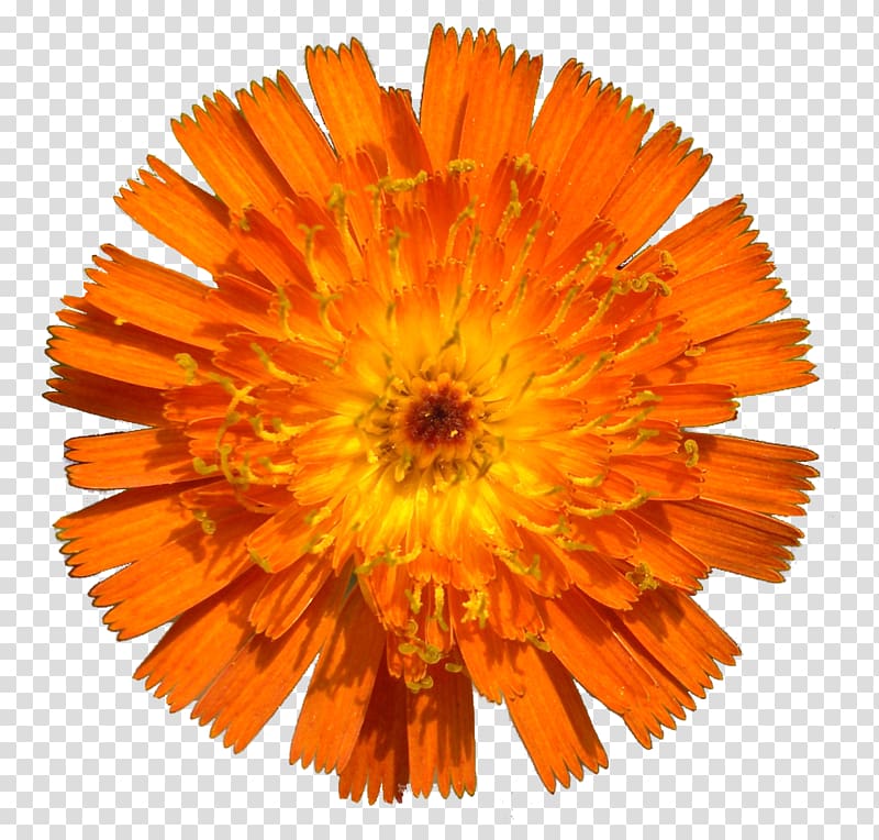 Diamond blade Flower Internazionali di Tennis dell\'Umbria Orange , orange transparent background PNG clipart