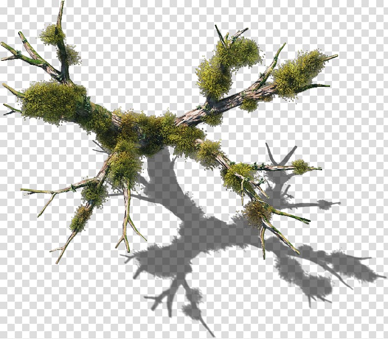 Tree Plant Vine Twig Branch, tree top transparent background PNG clipart