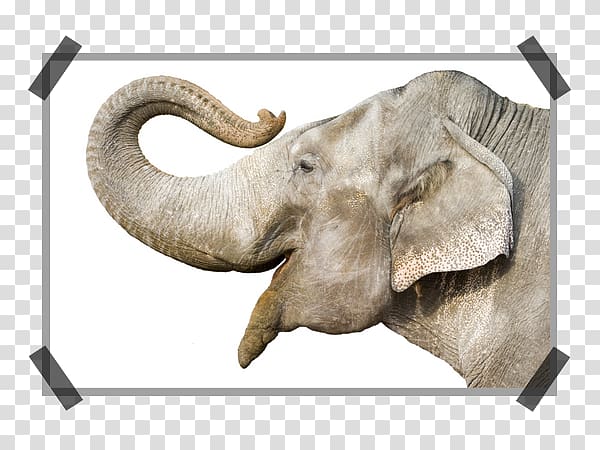 African bush elephant Elephants Proboscideans Indian elephant , elephants transparent background PNG clipart