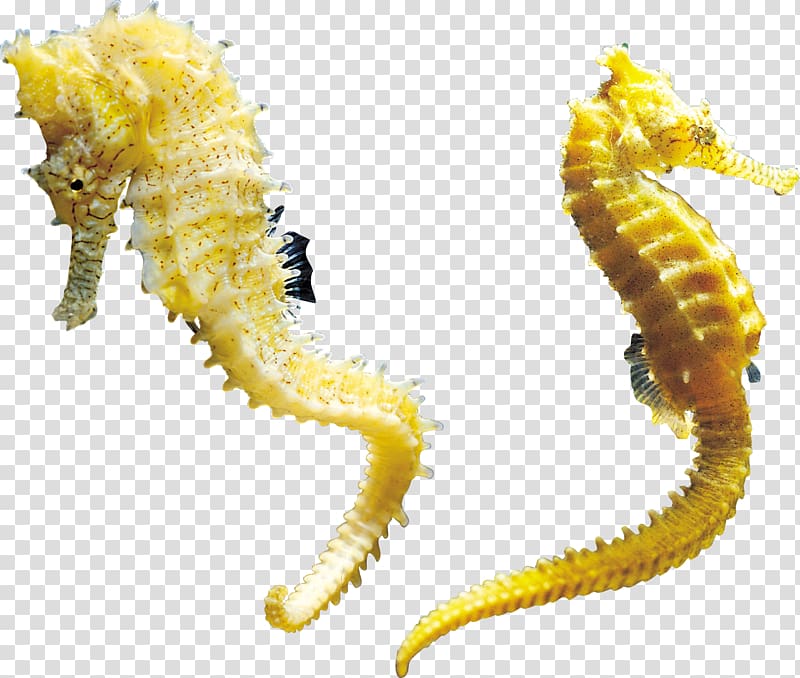 Seahorse, Seahorse transparent background PNG clipart