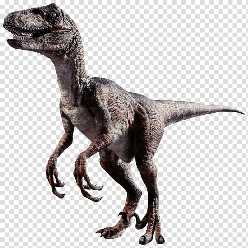 Combat of Giants: Dinosaurs 3D Velociraptor Tyrannosaurus Dromaeosaurus, Two legged dinosaur, brown dinosaur illustration transparent background PNG clipart