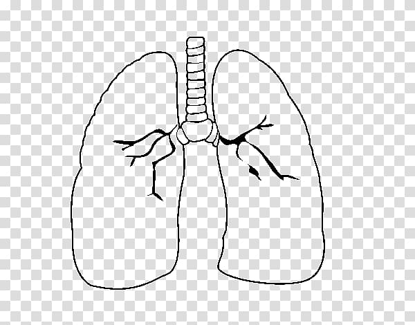 Lung - Wikipedia