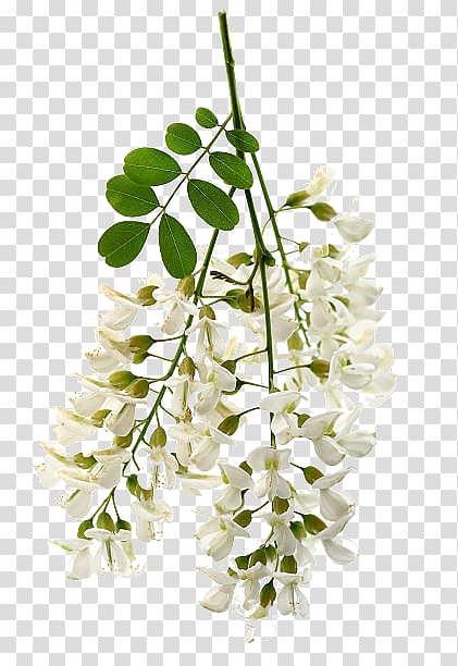 Floral design White acacia Flower , flower transparent background PNG clipart