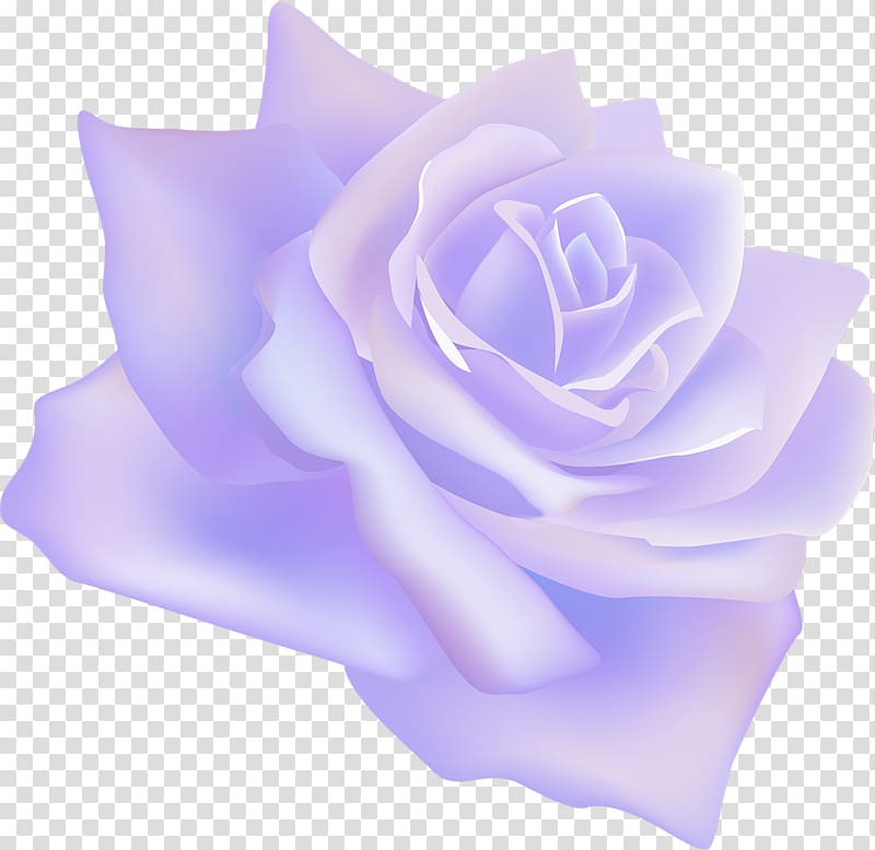 Garden roses Centifolia roses Flower Rosaceae Lilac, white rose transparent background PNG clipart