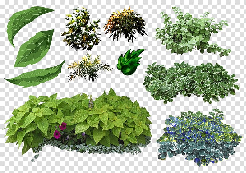 Leaf Herbs & Flowers: Plant, Grow, Eat Shrub On Landscape Architecture, Leaf transparent background PNG clipart