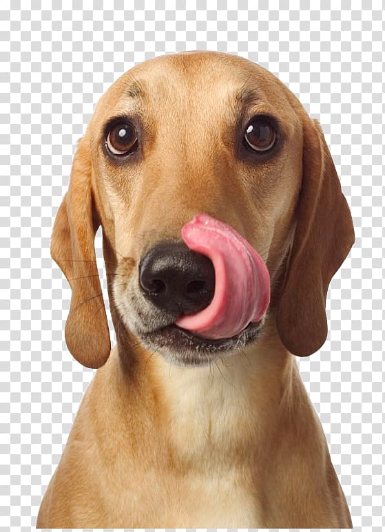 Redbone Coonhound Treeing Walker Coonhound Harrier Azawakh Vizsla, Cute tongue of the dog transparent background PNG clipart