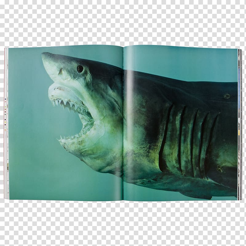 Damien Hirst: Relics Shark Art Painting, sharks transparent background PNG clipart