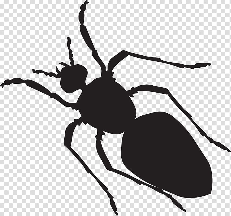 Black garden ant , ants transparent background PNG clipart