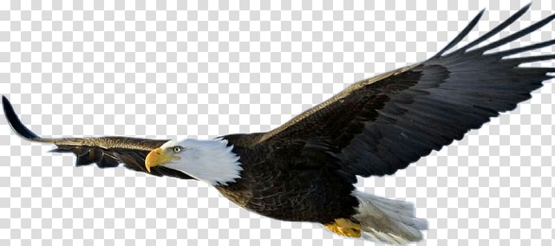 Bald Eagle Eagle Flight Bird, Bird transparent background PNG clipart