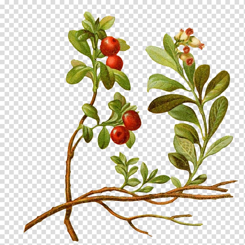 green plant with red fruits , Lingonberry Vaccinium macrocarpon Cherry Tree Plant, Cartoon cherry tree transparent background PNG clipart