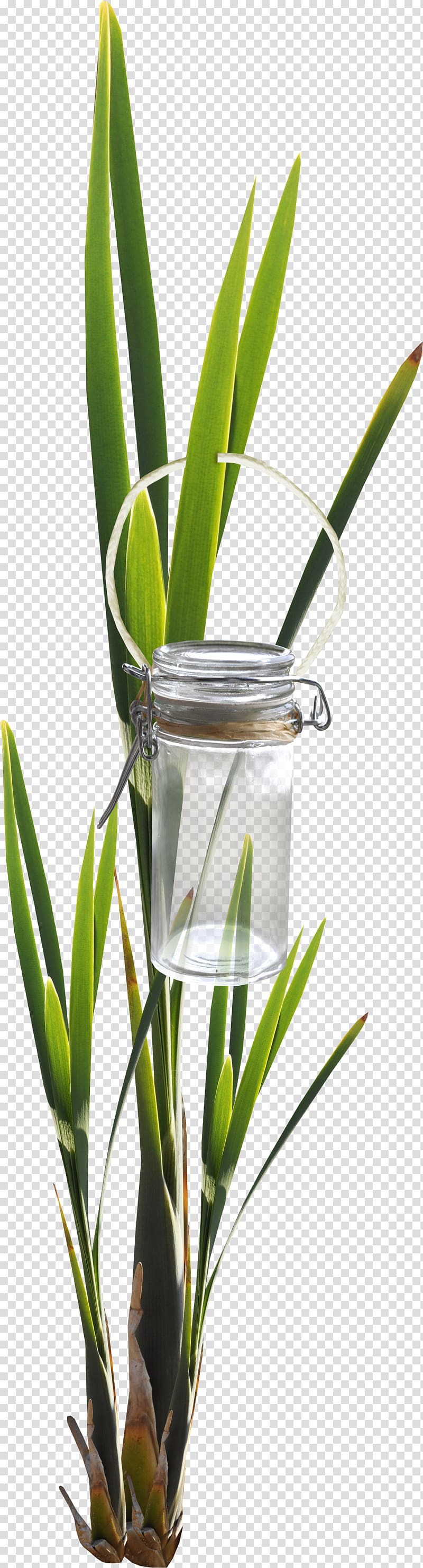 Bottle Leaf Glass Green, Bottle green foliage transparent background PNG clipart