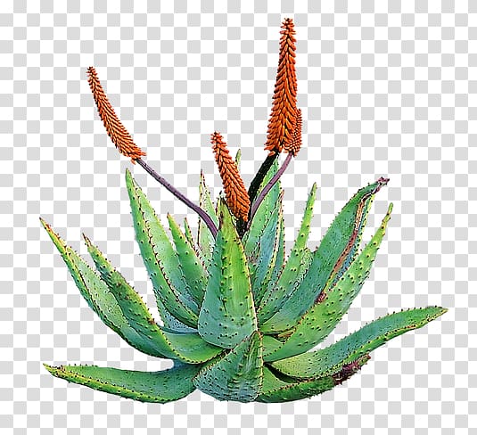 Aloe vera Plant Skin Health Home remedy, alo vera transparent background PNG clipart
