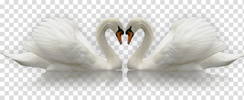 two white swans , Swan Icon, swan transparent background PNG clipart