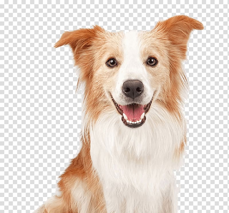 Border Collie Rough Collie Old English Sheepdog Pyrenean Shepherd, transparent background PNG clipart