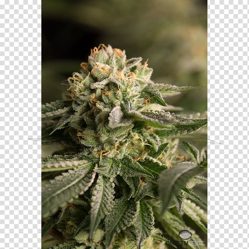 Chemotherapy Kush Medical cannabis Gorilla Glue, cannabis transparent background PNG clipart