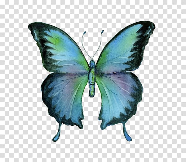Brush-footed butterflies Butterfly Blue morpho Painting Art, Arab Greeting Card transparent background PNG clipart