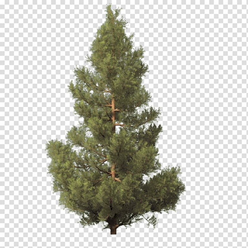 Fraser fir Artificial Christmas tree, pine tree transparent background PNG clipart