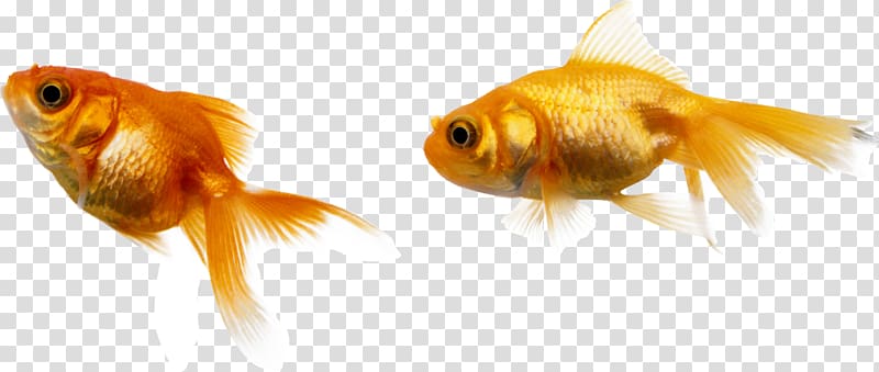 Goldfish Deep sea, fish transparent background PNG clipart