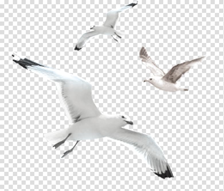 European Herring Gull Gulls Common gull Bird, others transparent background PNG clipart