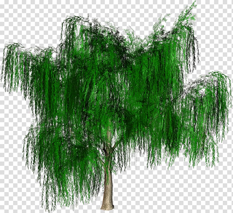 Tree Forest Woody plant, tree transparent background PNG clipart
