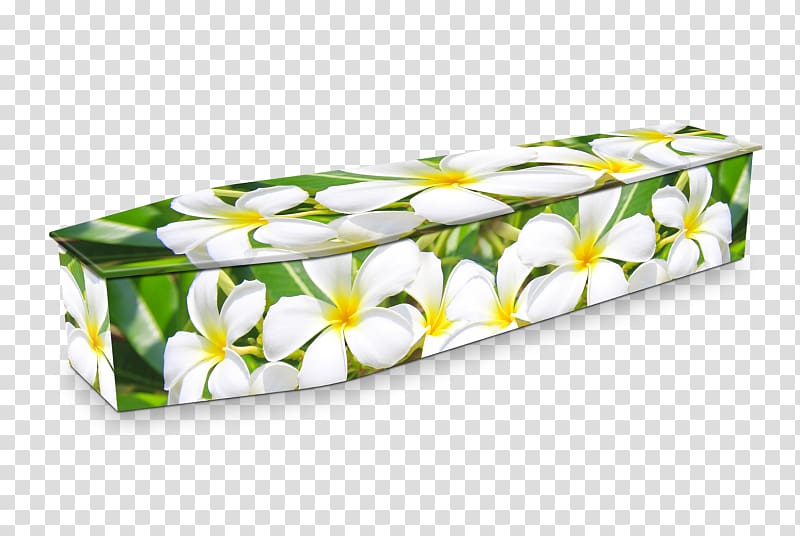 Expression Coffins Flower Funeral Frangipani, flower transparent background PNG clipart