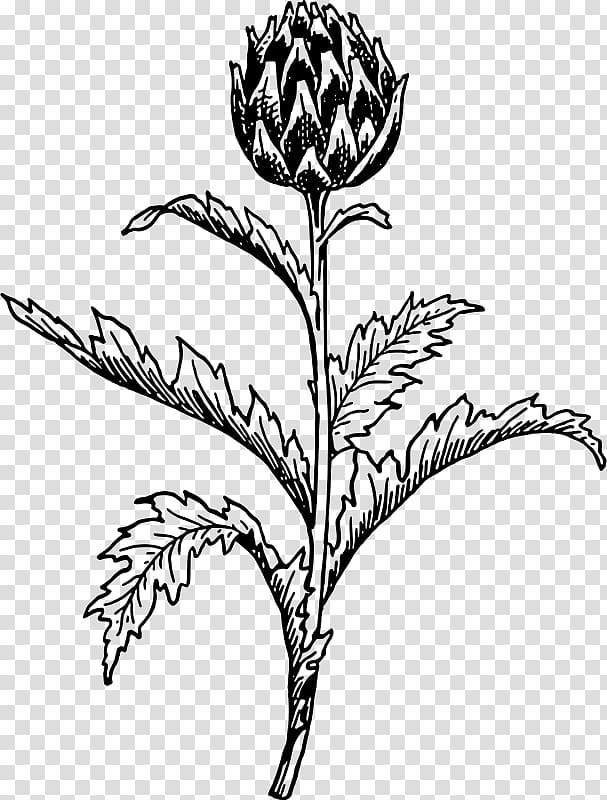 Artichoke Thistle Drawing Botany, vegetable transparent background PNG clipart