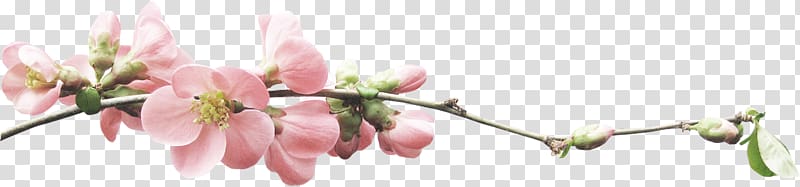 Blossom Flower, flower transparent background PNG clipart