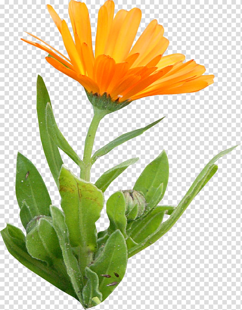 Calendula officinalis Annual plant Daisy family Flower, parsley transparent background PNG clipart