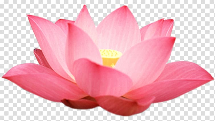 Nelumbo nucifera Seungcheonsa Android application package Leaf, Lotus transparent background PNG clipart