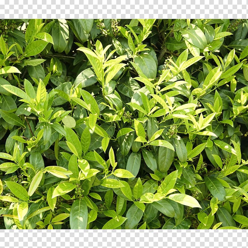 Hedge Evergreen Cherry laurel Bay Laurel Garden, PRUNUS transparent background PNG clipart