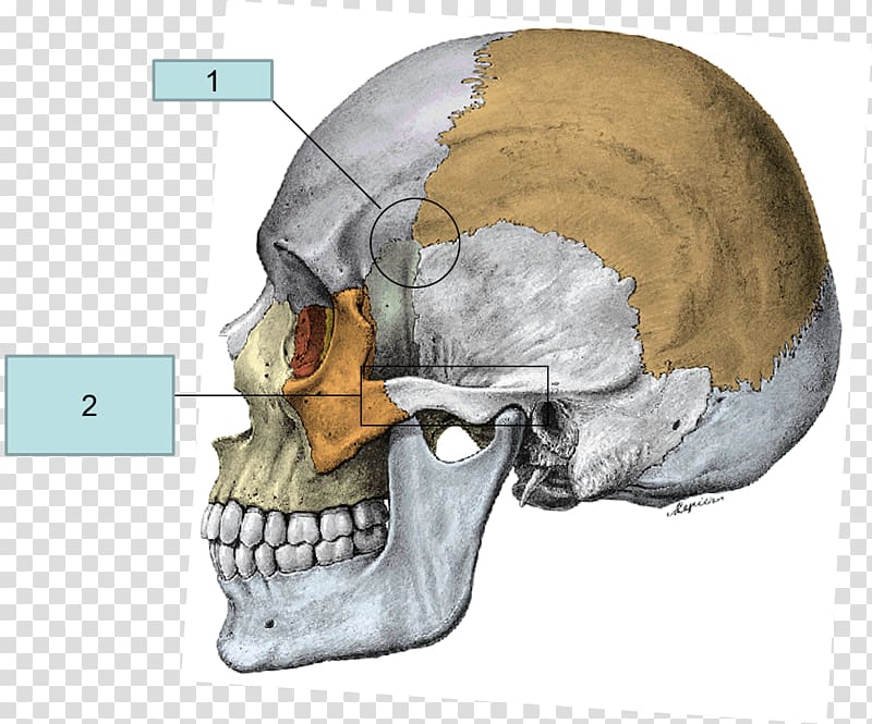 Superior nasal concha Zygomatic bone Anatomy Temporal bone, skull transparent background PNG clipart