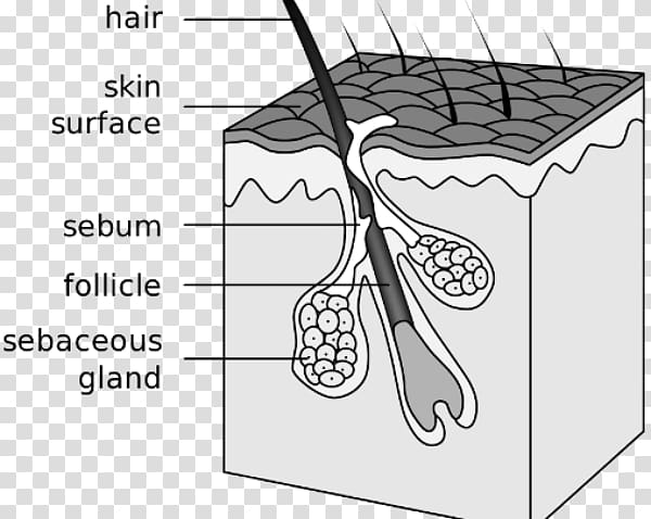 Hair follicle Sebaceous gland Acne Canities Integumentary system, hair follicle transparent background PNG clipart