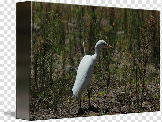 Great egret Ibis Fauna Stork Ecosystem, Cattle Egret transparent background PNG clipart