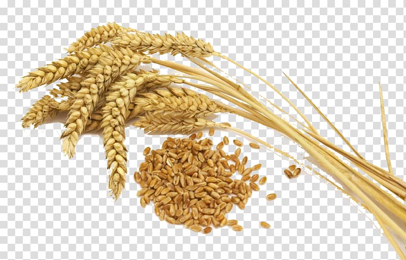 Wheat Belly: Lose the Wheat, Lose the Weight, and Find Your Path Back to Health Common wheat Rice Whole grain Wheat flour, rice transparent background PNG clipart