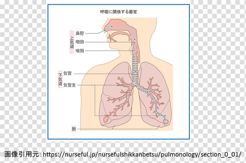 Croup Wheeze Asthma Cough Nose, nose transparent background PNG clipart