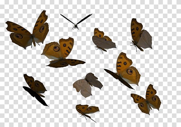 Butterfly Butterflies Fly Portable Network Graphics Fluttering Butterflies, butterfly transparent background PNG clipart
