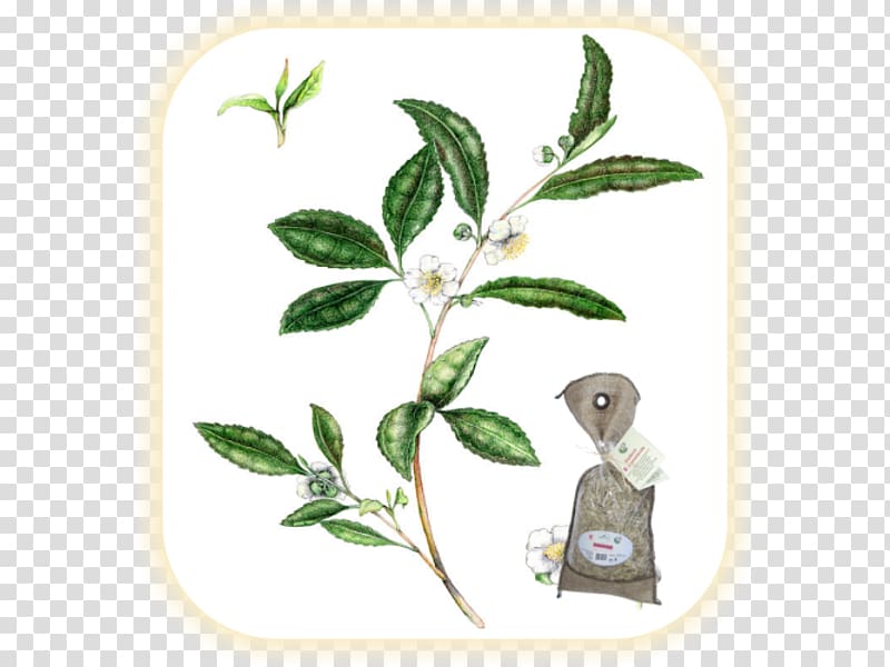 Green tea Herb Camellia sinensis Plant, green tea transparent background PNG clipart