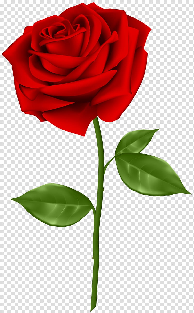 red rose illustration, Blue rose , Red Rose transparent background PNG clipart