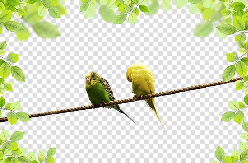 Parrot Landscape, parrot transparent background PNG clipart