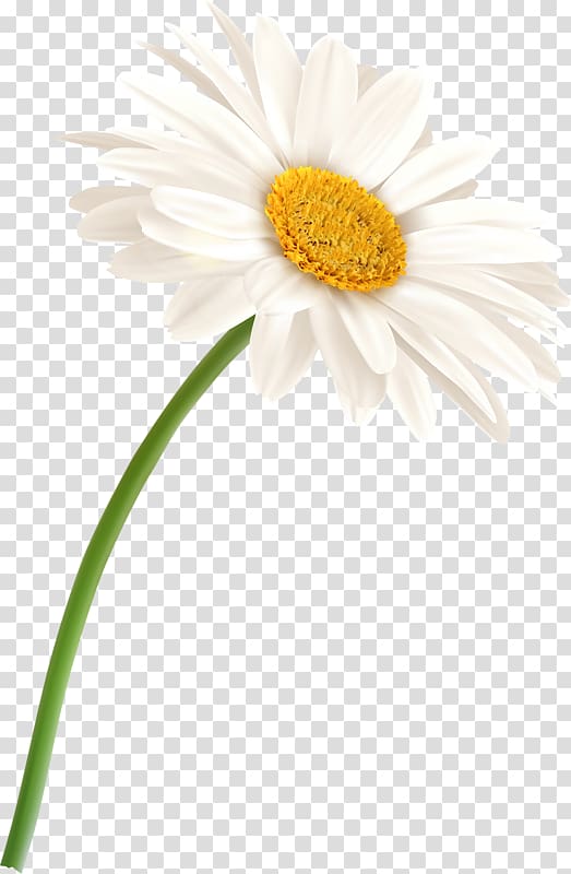 white chamomile transparent background PNG clipart