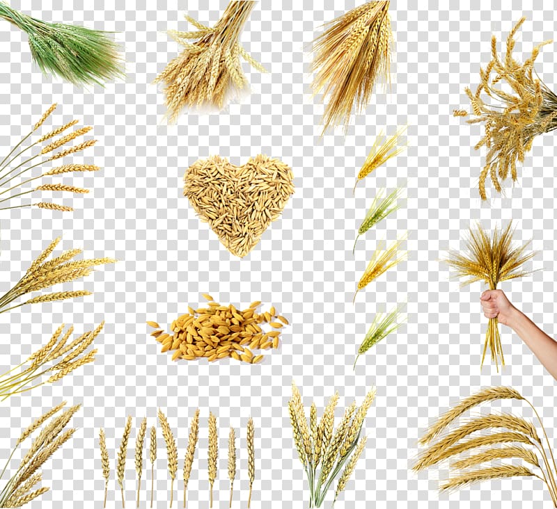 wheat grains collage, Rice Wheat Grain Cereal Oryza sativa, Variety of wheat options transparent background PNG clipart